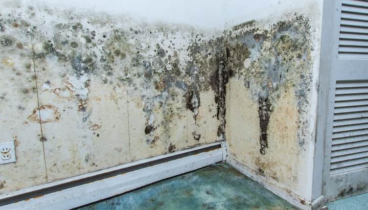 mold removal englewood co